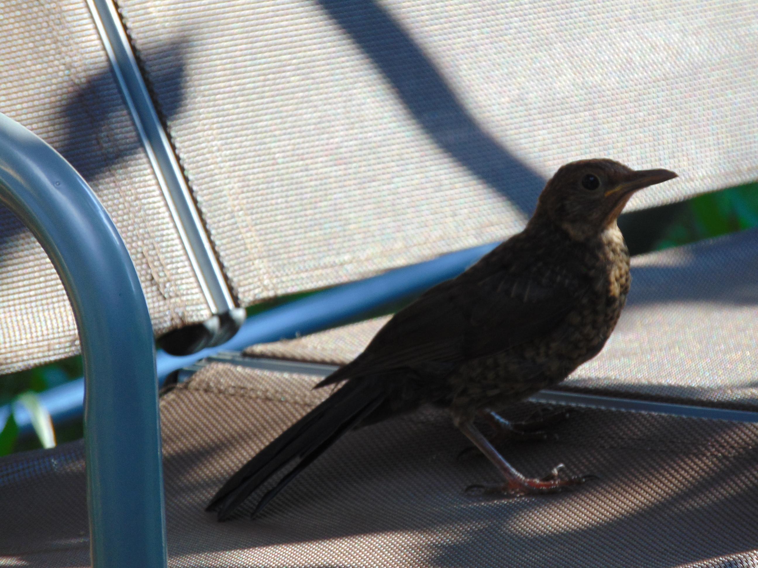 Oder machen Sie's wie diese Amsel, die unter dem schattigen Dach einer Hollywoodschaukel in Igensdorf der Sonne trotzt.