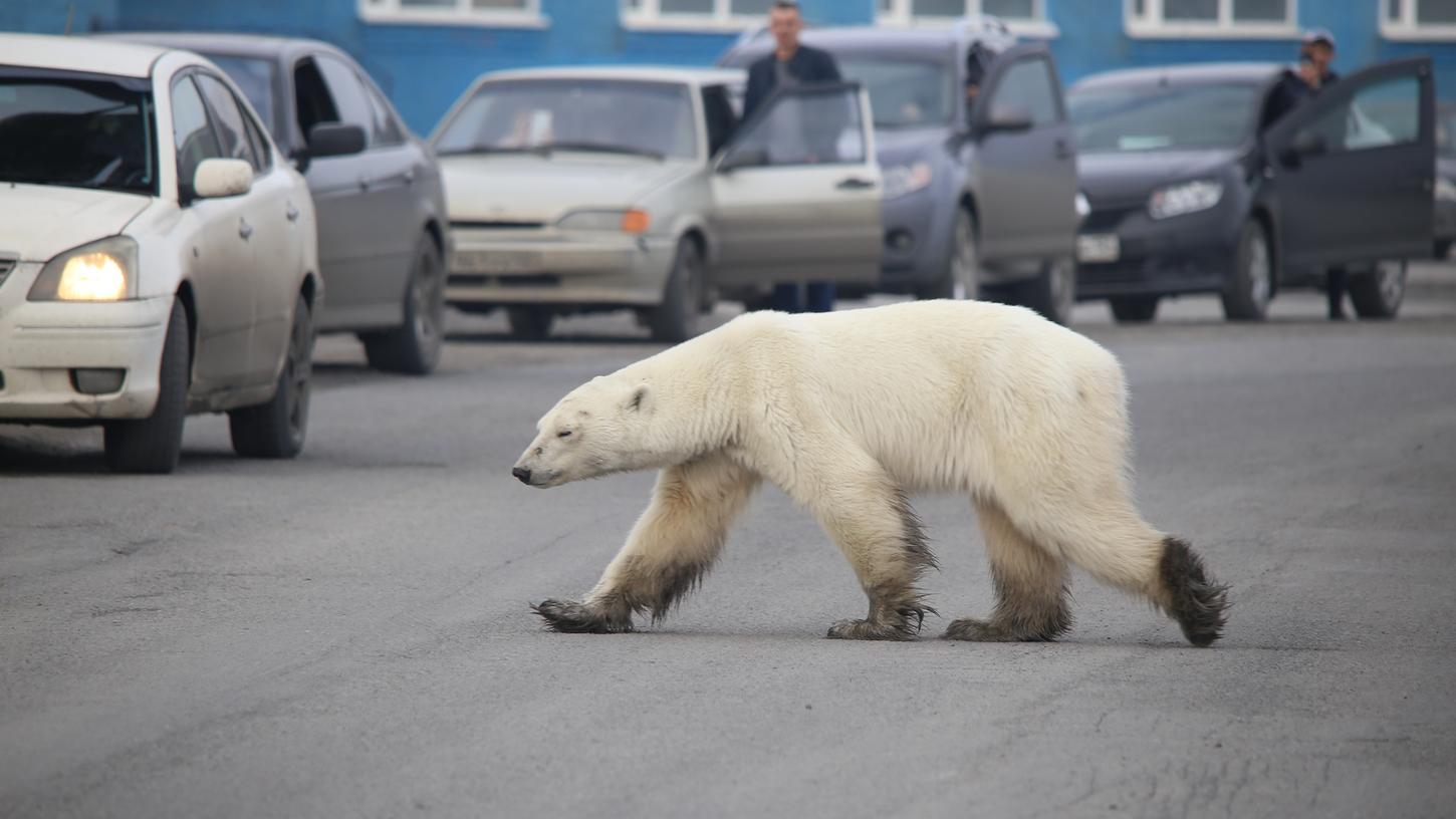 Dieses undatierte Foto zeigt einen Eisbär auf Nahrungssuche in Sibirien.