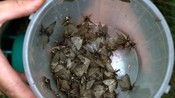 Im Sommer ein unscheinbarer Schmetterling, im Frühjahr als Raupe ein Schädling, der sich über die Baumkronen in Kiefernwäldern hermacht: die Nonne. Hier sitzen Nonnen-Männchen in einer mit Lockstoffen ausgestatteten Falle.