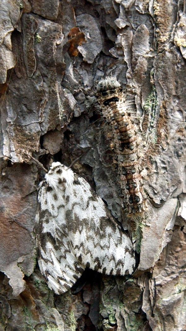 Ein Nonnen-Weibchen und eine Raupe auf den Stamm einer Kiefer. "Lymantria monacha" legt als Schmetterling ihre Eier unter die Rinde des Baumes, die Raupen kriechen nach dem Schlüpfen in die Baumkrone und fressen die Wipfel nahezu komplett ab. 2019 zählte die Nonne laut Experten zu den in Deutschland schädlichsten Insekten.