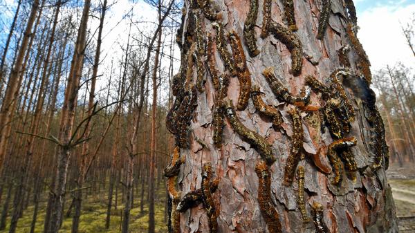 Unzählige Raupen des Kiefernspinners krabbeln hier am Stamm einer Kiefer empor. Dahinter ist der völlig kahl gefressene Wald zu sehen.