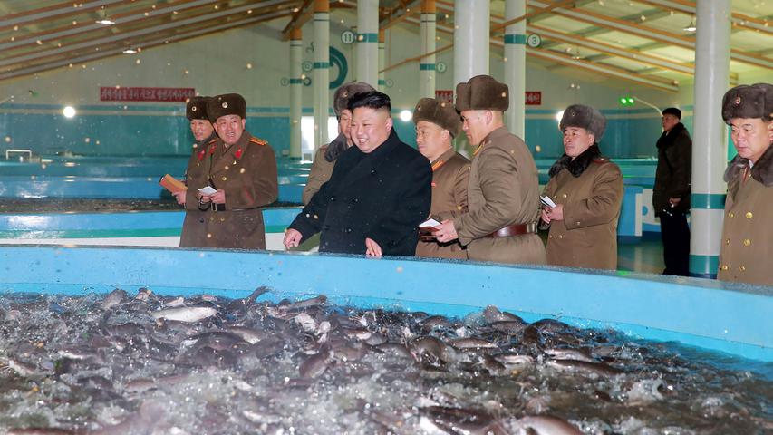 Oft wird der Wels auch in speziellen Fischfarmen gezüchtet. Zum Beispiel auch in Nordkorea, wie diese Aufnahme der staatlichen nordkoreanischen Nachrichtenagentur zeigt. Das Foto dokumentiert einen Besuch von Machthaber Kim Jong.Un in einer Fischfarm im Bezirk Samchon.