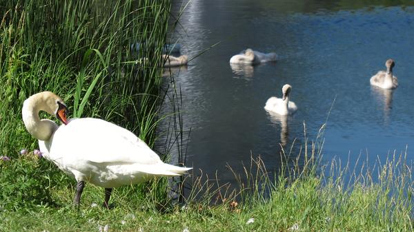 Schwäne Kurpark Treuchtlingen