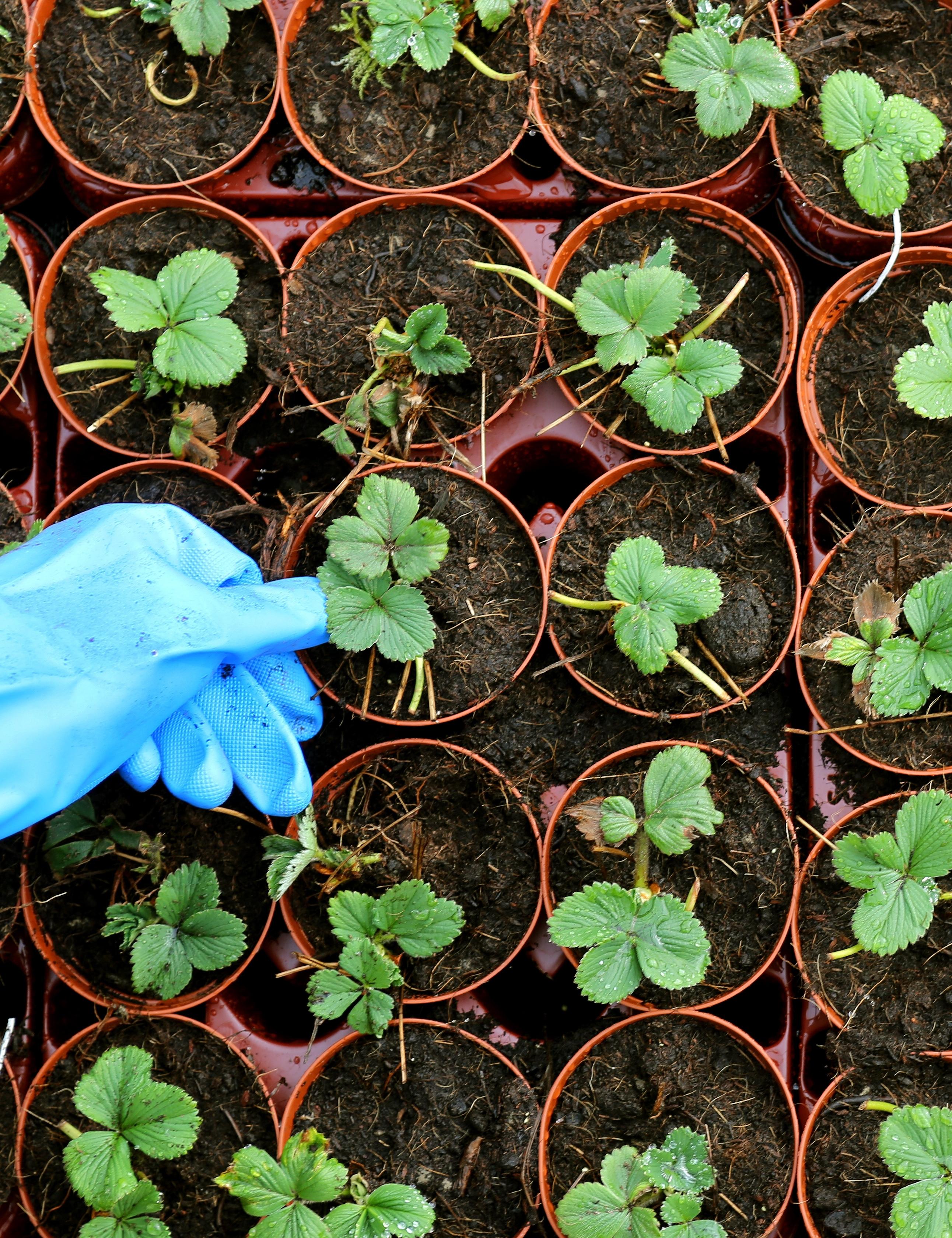 Wer noch schnell Erdbeeren pflanzen will, sollte sich beeilen: Monatserdbeeren und öfter tragende Erdbeeren müssen nun fix ins Beet. Bei der Wahl der Erdbeerpflanzen ist vor allem auf die Widerstandsfähigkeit gegen Wurzelfäule und Grauschimmel zu achten. Wenn die auserwählte Sorte gerade nicht mehr in der Gärtnerei erhältlich ist, kann man die Pflanzung auch noch Mitte August nachholen. Ein älteres Erdbeerbeet sollte man jetzt mit Stroh mulchen, damit die Früchte trocken und sauber bleiben. Das starre Stroh schreckt außerdem Schnecken ab.