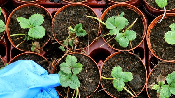 Wer noch schnell Erdbeeren pflanzen will, sollte sich beeilen: Monatserdbeeren und öfter tragende Erdbeeren müssen nun fix ins Beet. Bei der Wahl der Erdbeerpflanzen ist vor allem auf die Widerstandsfähigkeit gegen Wurzelfäule und Grauschimmel zu achten. Wenn die auserwählte Sorte gerade nicht mehr in der Gärtnerei erhältlich ist, kann man die Pflanzung auch noch Mitte August nachholen. Ein älteres Erdbeerbeet sollte man jetzt mit Stroh mulchen, damit die Früchte trocken und sauber bleiben. Das starre Stroh schreckt außerdem Schnecken ab.