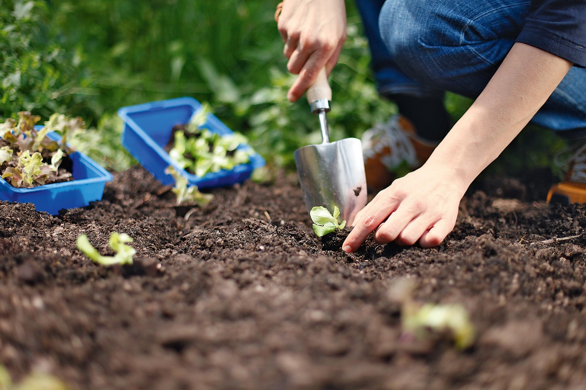 Zehn Tipps: Daran sollten Gartenbesitzer im August denken | Nordbayern