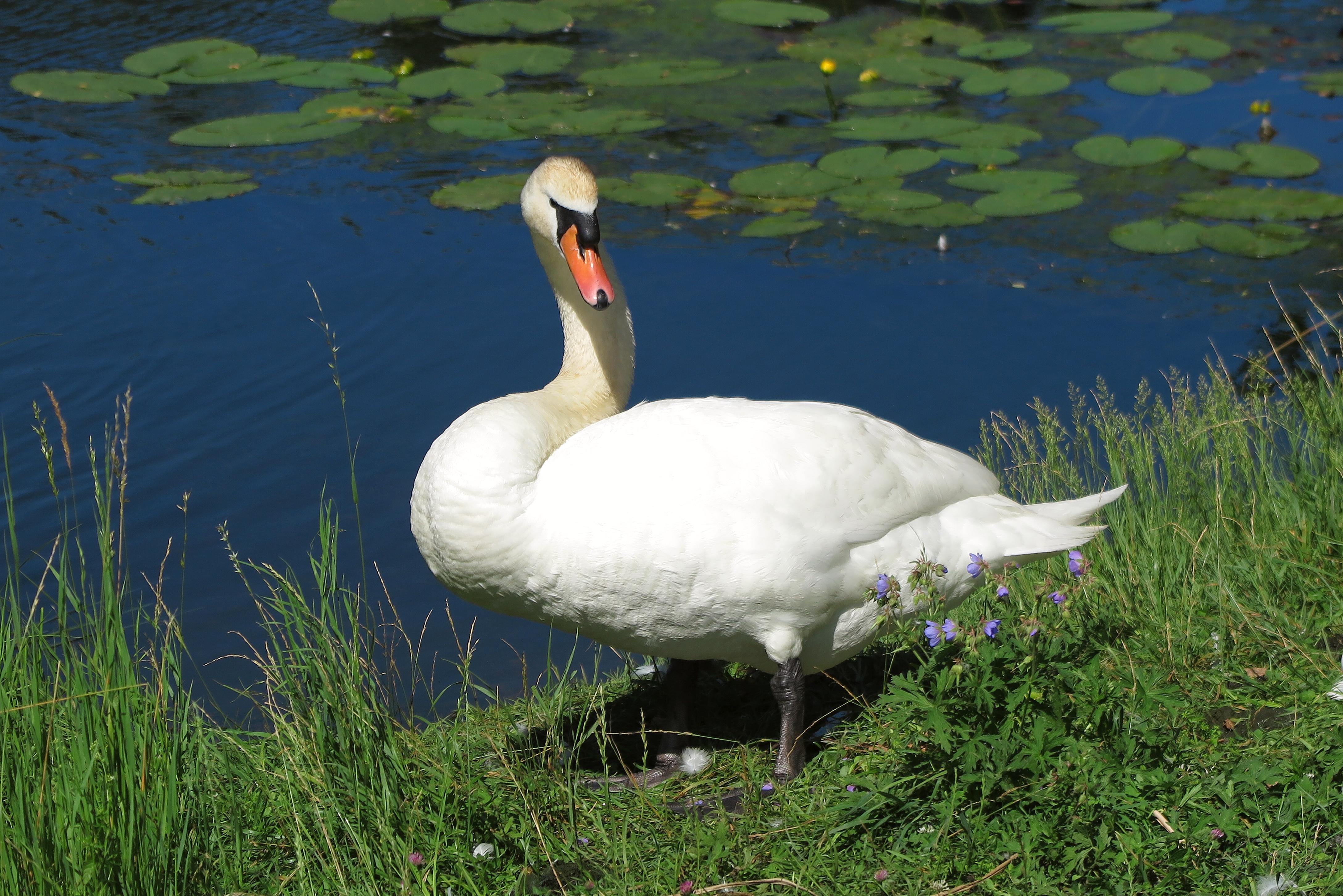 Schwäne Kurpark Treuchtlingen