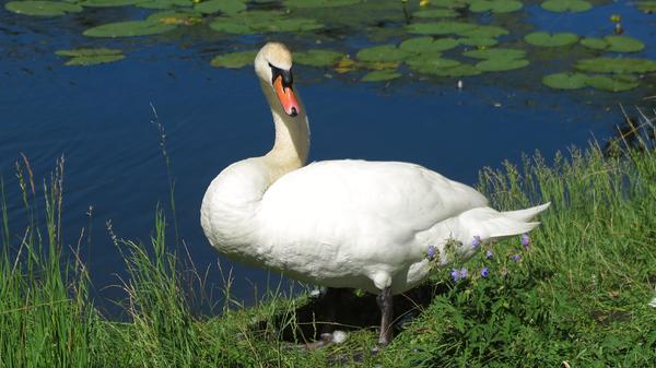 Schwäne Kurpark Treuchtlingen