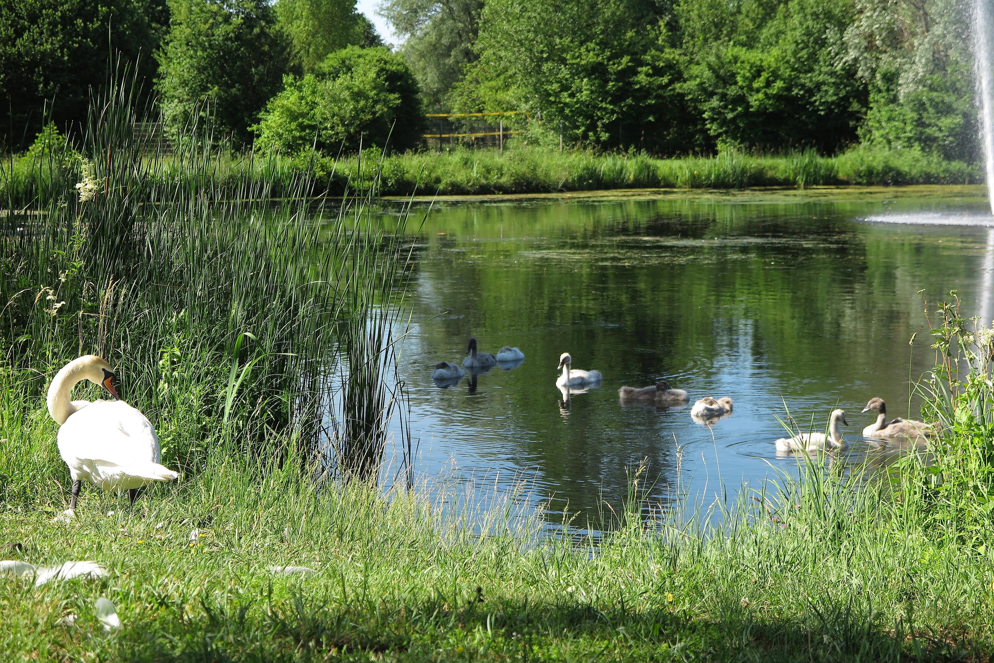 Schwäne Kurpark Treuchtlingen