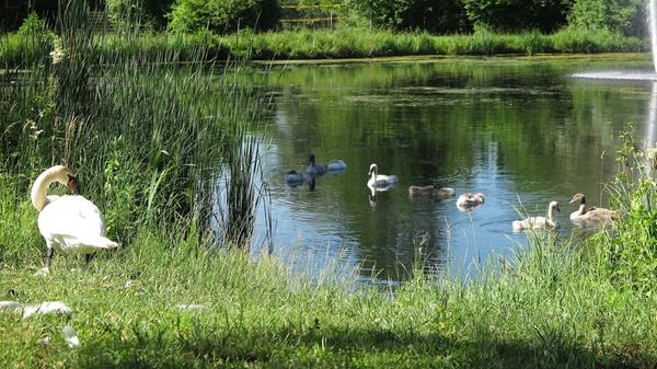 Schwäne Kurpark Treuchtlingen