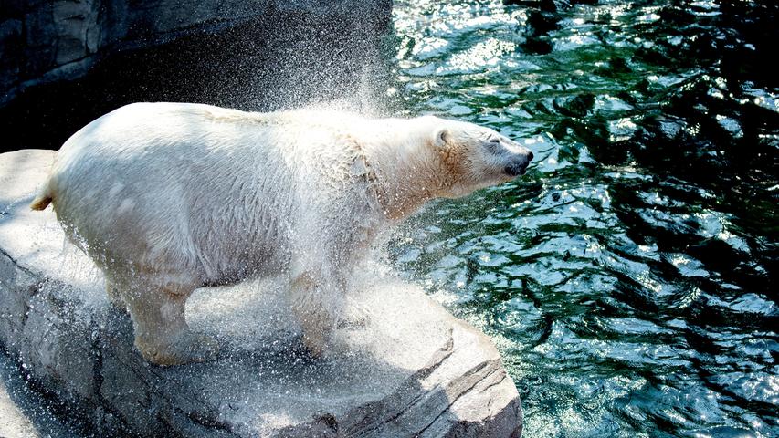 ... Eisbären ist es derzeit wohl eine sehr anstrengende Phase. Auch hier hilft nur der Sprung ins kühle Nass. Nicht anders läuft es da...