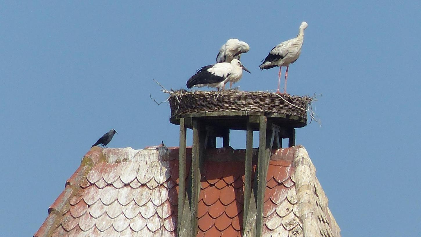 Der Storchen-Nachwuchs im Nest auf dem Oberen Torturm gedeiht.