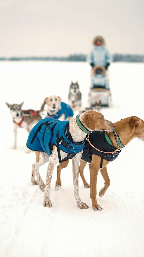 Frieren? Was ist das? Den winterfesten Huskys kann auch die finnische Kälte nichts anhaben.