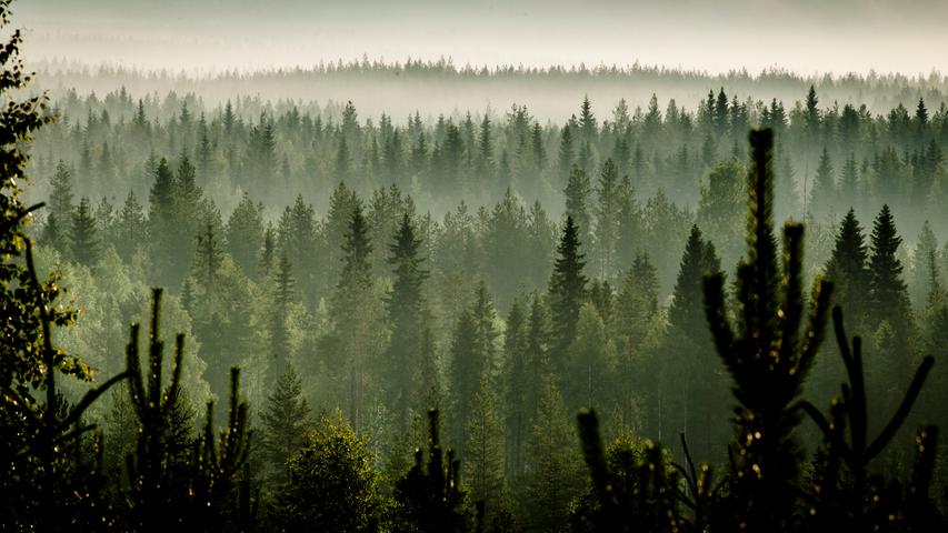 Auch tagsüber hübsch anzusehen: Die dichten Nadelwälder rund um Vuokatti.