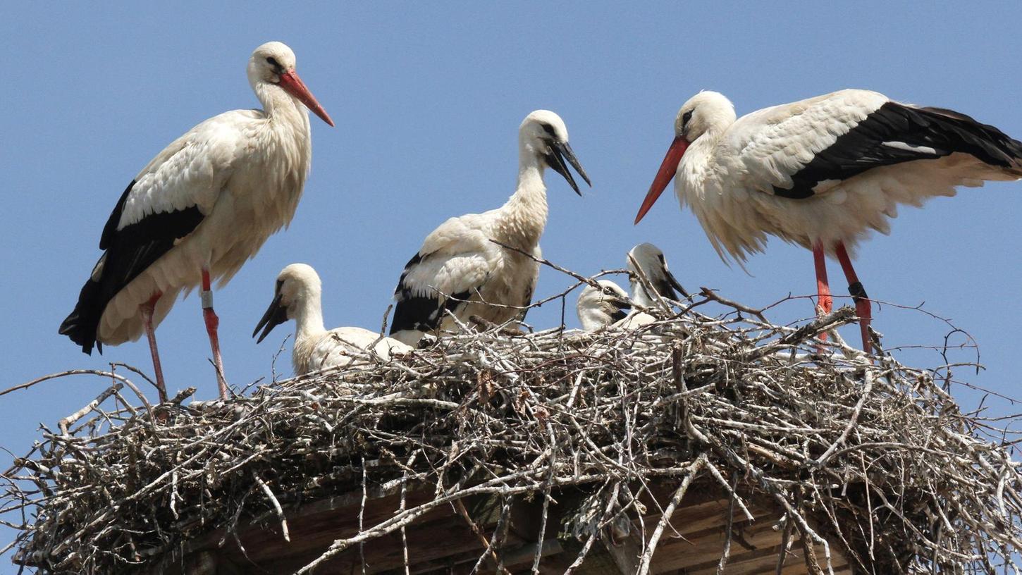 Storchen-Webcam in Muhr am See: Sorge um verletzten Jungvogel
