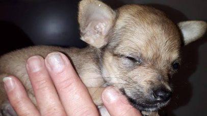 Der Welpe wog nur 430 Gramm und war stark unterernährt. Ein Tierarzt musste den kleinen Mann einschläfern. Der Welpe wog nur 430 Gramm und war stark unterernährt. Ein Tierarzt musste den kleinen Mann einschläfern.