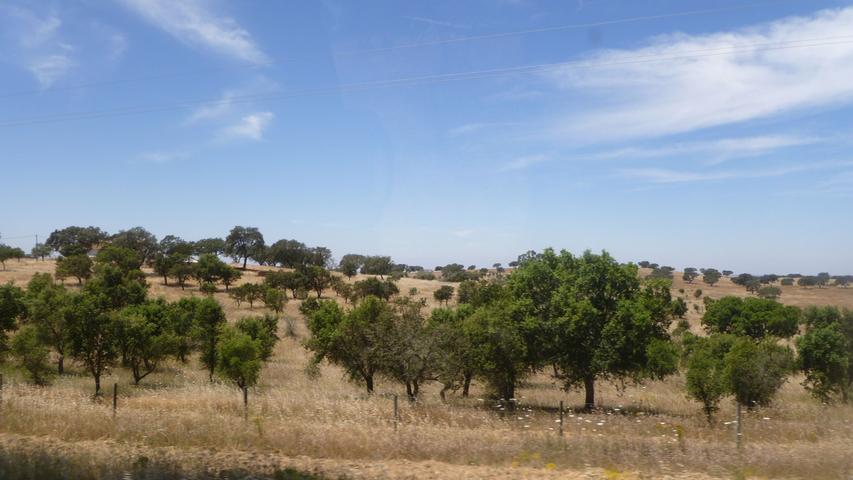 Bäume im „Tal der Korkeichen“, durch das die Nationalstraße N2 in den Region Alentejo führt.