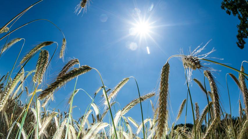 Weizen wurde in Bayern im Jahr auf 495.690 Hektar angebaut. Dabei wurde ein Ertrag von 3,75 Millionen Tonnen erzielt. Angebaut wird im Freistaat fast ausschließlich Winterweizen. Sommer- und Hartweizen fallen praktisch nicht ins Gewicht.