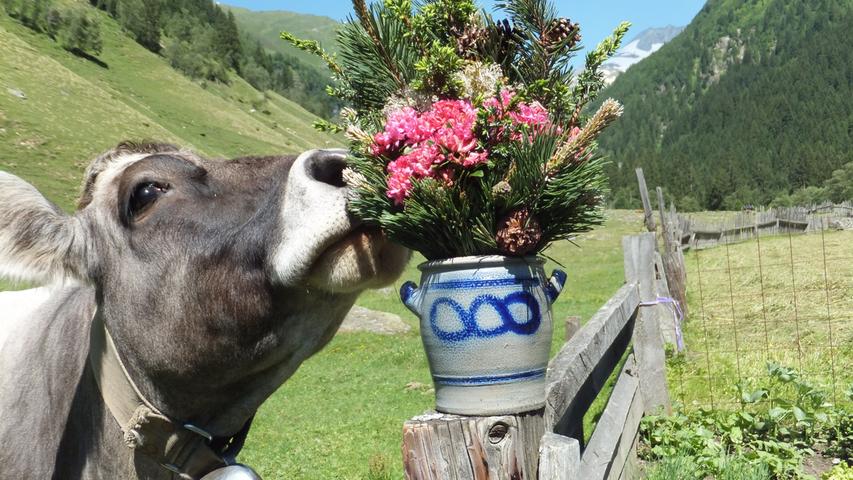 Die Kühe im Valsertal haben ein paradiesisches Leben: Den Sommer verbringen sie auf der Alm. Nur wenige Wanderer kommen vorbei und stören. Umso neugieriger sind sie, wenn man ihnen einen Blumenstrauß hinstellt...