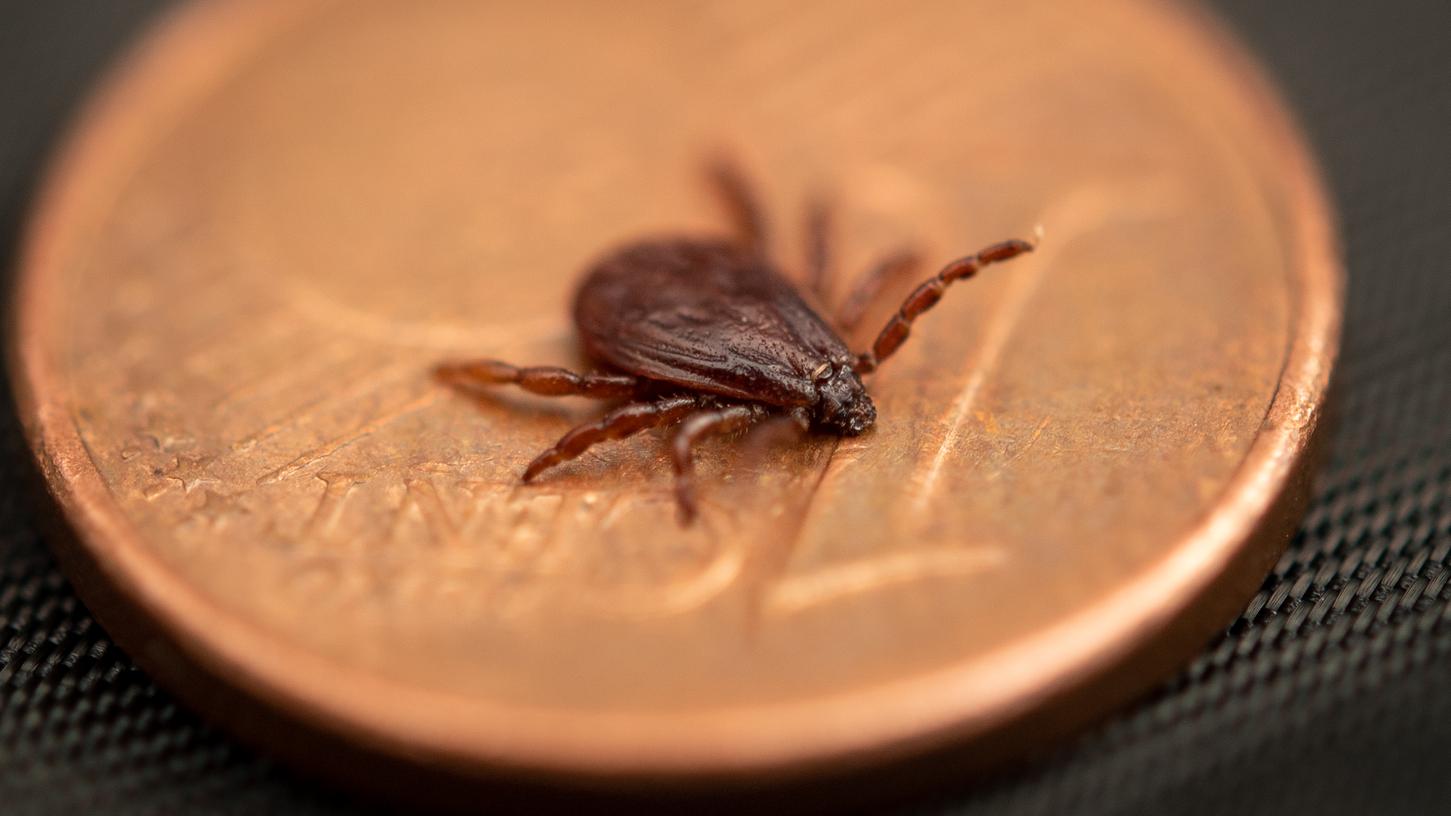 Die "Braune Hundezecke" ist für Tiere unter Umständen sogar tödlich.