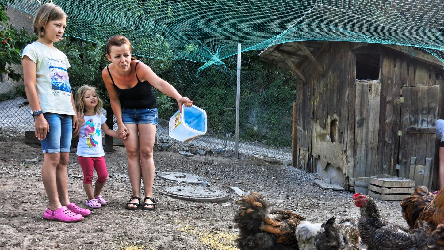 Bäuerin Petra füttert mit den Kindern der Gäste morgens die Hühner und holt dann gleich die Eier. Wer authentisches Bauernhofleben in Südtirol erfahren möchte, kann einen der Höfe des Roten Hahns besuchen. Die Höfe unter der Dachmarke müssen eine lebendige Landwirtschaft mit eigenen Produkten in überschaubarer Größe bieten. Da können Städterer und Familien mit Kindern richtig ausspannen und trotzdem viel erleben. Bäuerin Petra füttert mit den Kindern der Gäste morgens die Hühner und holt dann gleich die Eier. Wer authentisches Bauernhofleben in Südtirol erfahren möchte, kann einen der Höfe des Roten Hahns besuchen. Die Höfe unter der Dachmarke müssen eine lebendige Landwirtschaft mit eigenen Produkten in überschaubarer Größe bieten. Da können Städterer und Familien mit Kindern richtig ausspannen und trotzdem viel erleben.