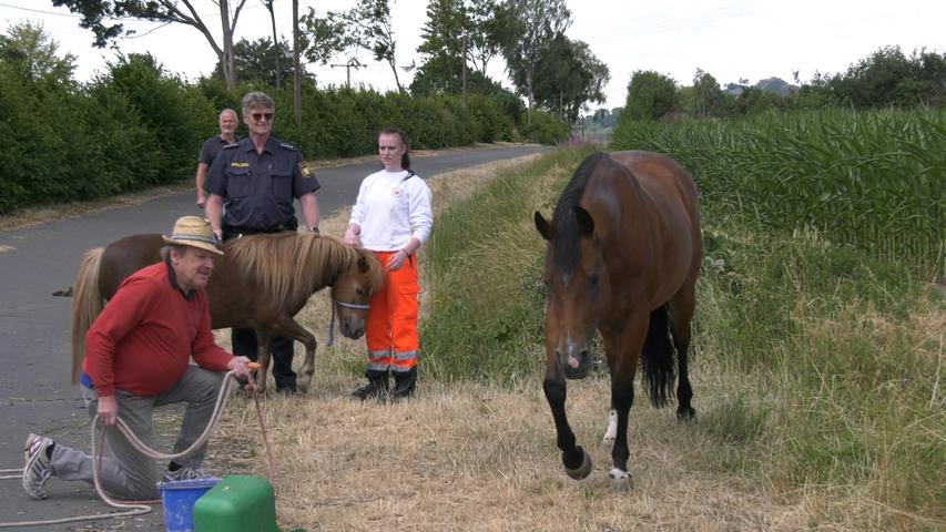 Kurioser Einsatz: Rettungskräfte versuchen, freilaufende Pferde zu fangen