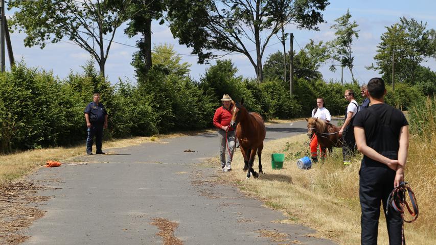 Kurioser Einsatz: Rettungskräfte versuchen, freilaufende Pferde zu fangen