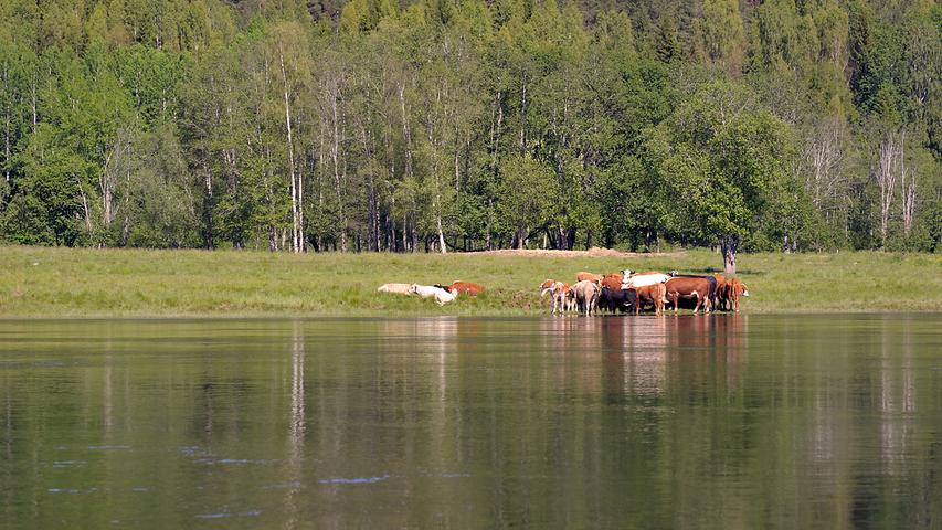 Eine Kuhherde mit vielen Kälbern steht am Ufer und nimmt ein Bad ...