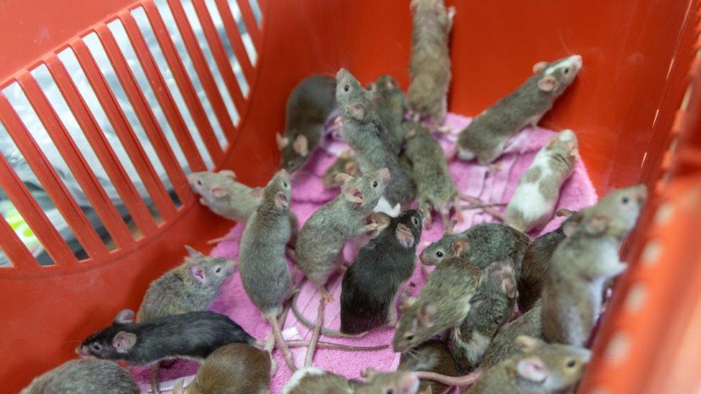 Über 500 Mäuse wurden am Ende in dem Gebäude gefunden.