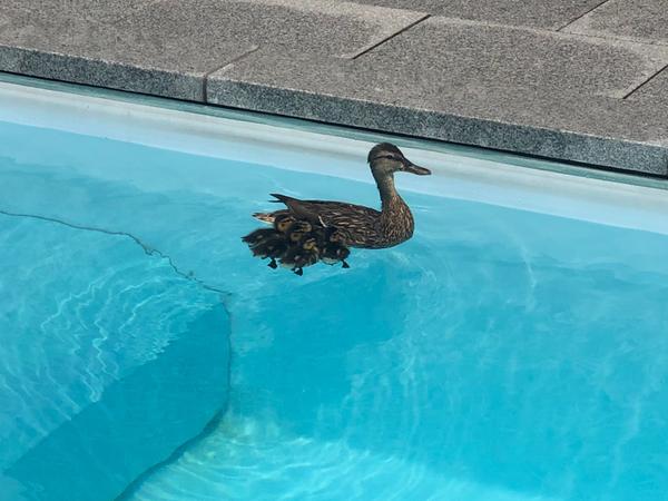 Die Entenküken schaffen es nicht mehr, aus dem Pool zu klettern.