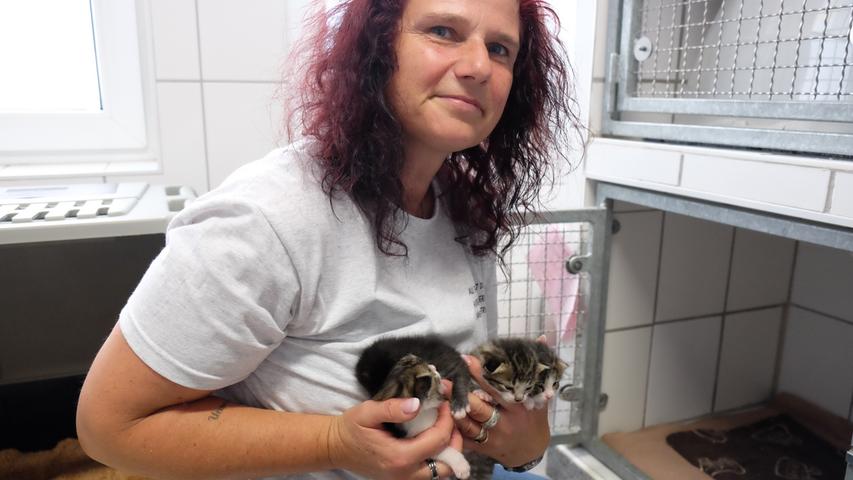 Tierheimleiterin Carmen Nottrott zeigt den derzeit jüngsten Nachwuchs: vier kleine Katzenbabys, die gerade einmal drei Wochen alt sind.