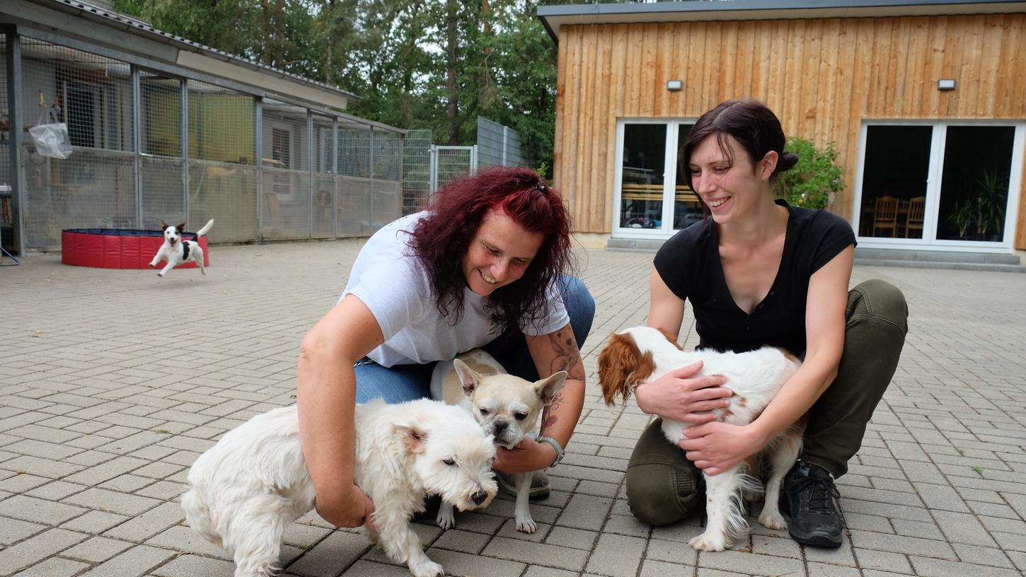 Rother Tierheim: Viele ausgesetzte Tiere rund um die Ferien