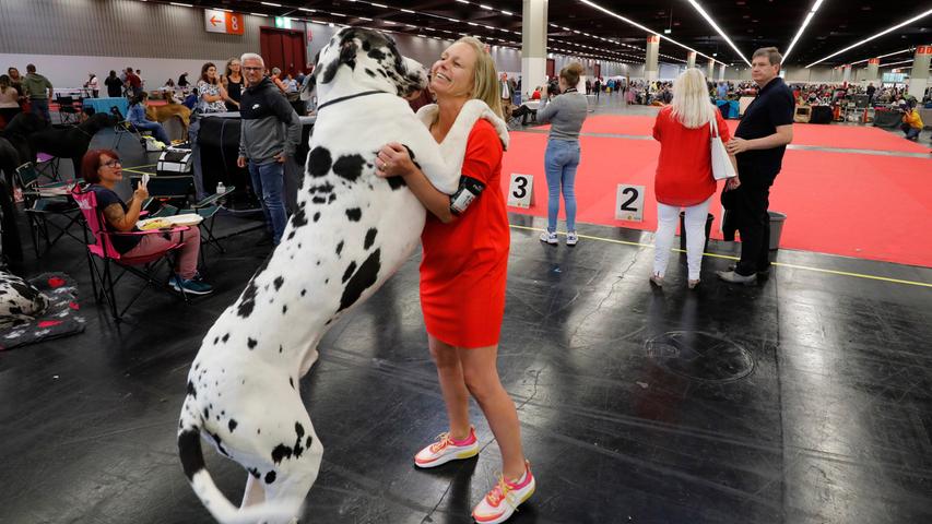 Dalmatiner und Doggen: So war der Cacib-Wettbewerb in Nürnberg!