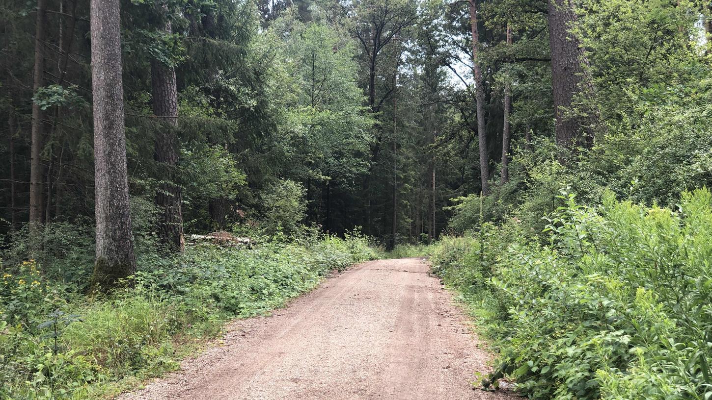 In diesem Waldstück zwischen Lauf und Schönberg hat ein Pilzsammler am Sonntagmorgen eine männliche Leiche entdeckt.