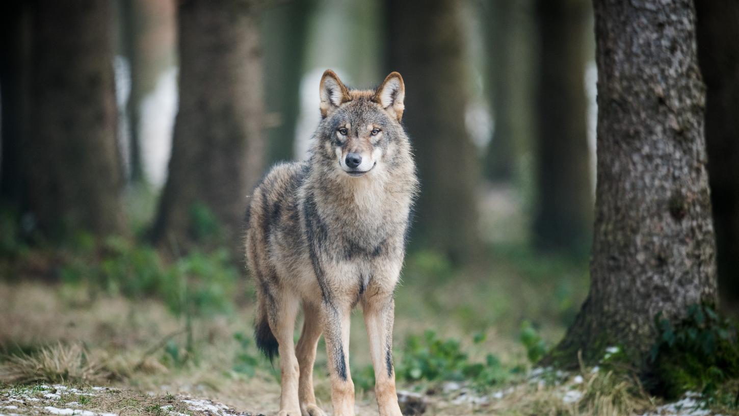Ein Wolf in einem Gehege in Nordrhein-Westfalen.