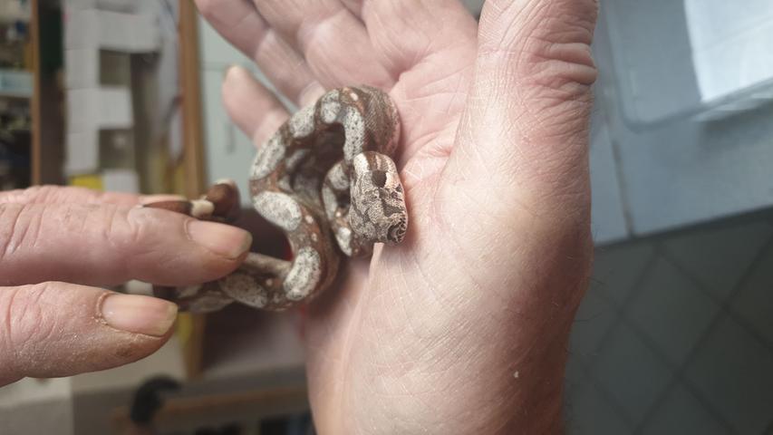 Am Montag, 15. Juli, wurden von Mitarbeitern des Forchheimer Tierheims 12 junge Schlangen gefunden. Vermutlich handelt es sich um Pythons. Diese befanden sich in einem Styroporbehälter. Man geht davon aus das sie ausgesetzt wurden.