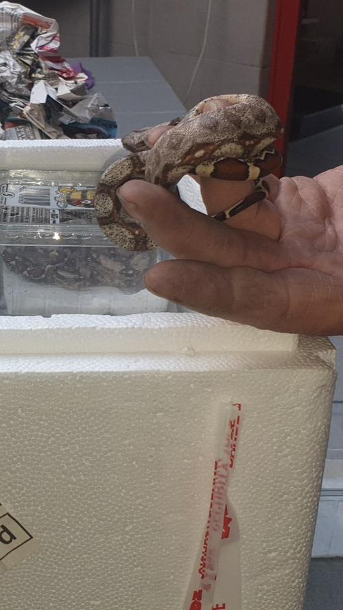 Am Montag, 15. Juli, wurden von Mitarbeitern des Forchheimer Tierheims 12 junge Schlangen gefunden. Vermutlich handelt es sich um Pythons. Diese befanden sich in einem Styroporbehälter. Man geht davon aus das sie ausgesetzt wurden.