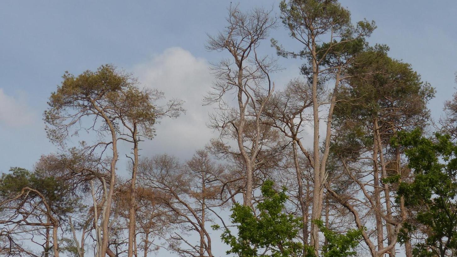 Reichswald: Große Sorge um trostlose Baum-Gerippe