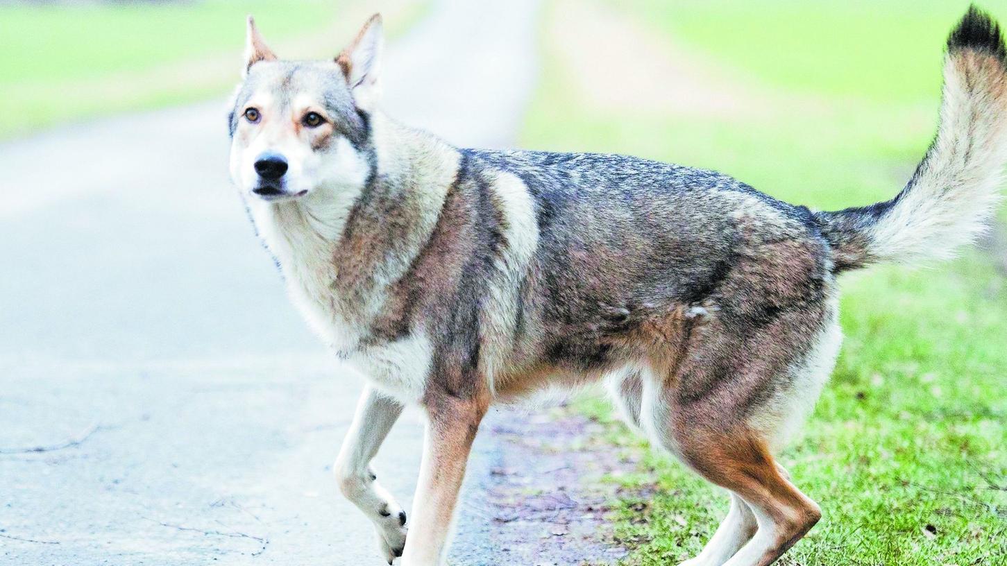 Wegen Bußgeld: Hundehalter klagen gegen Kommune