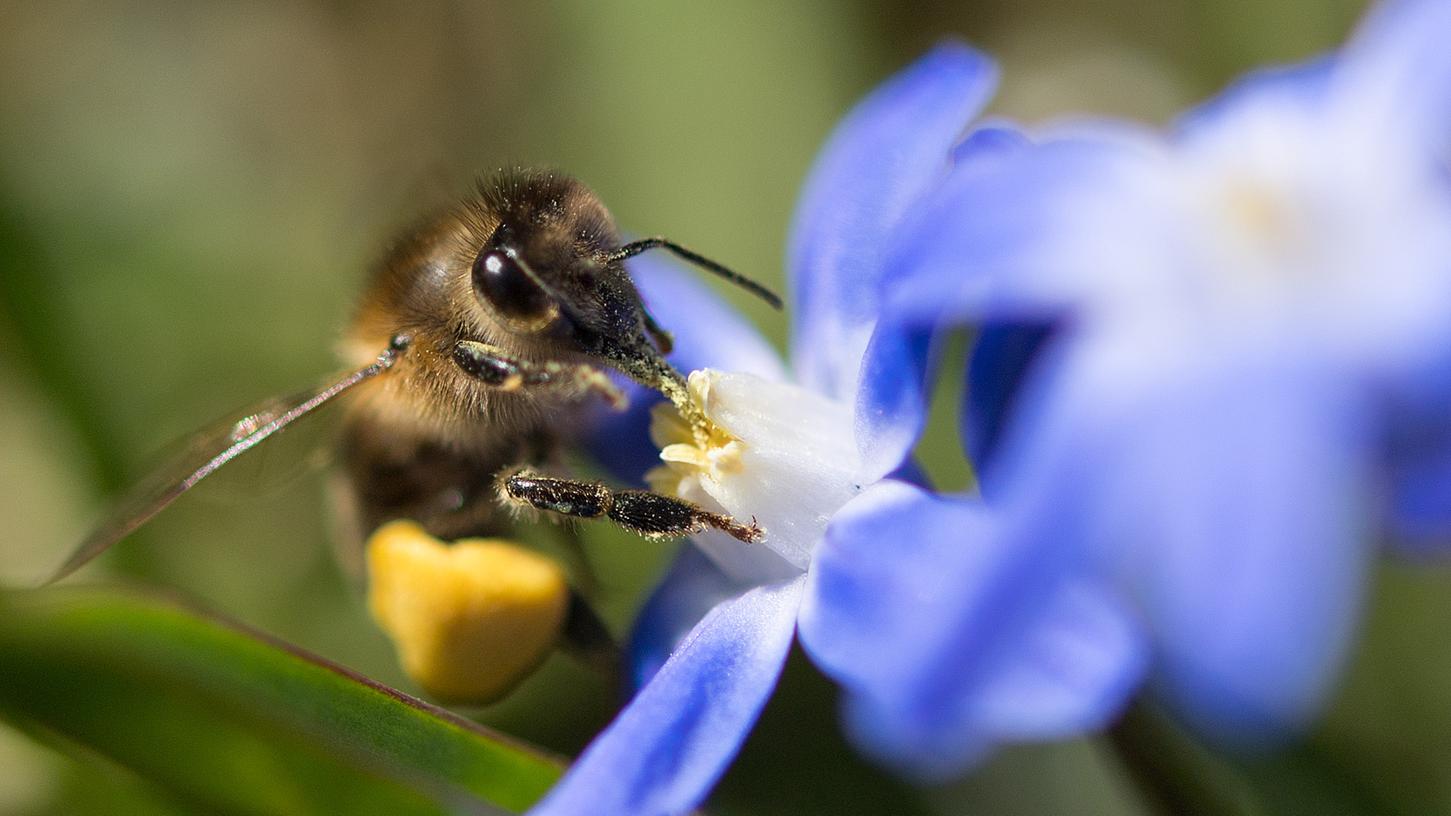 Die fleißigen Bienchen in Bayern bekommen Unterstützung - und zwar in Form eines neuen Gesetzespaketes für mehr Umwelt- und Artenschutz, das am Mittwoch verabschiedet werden soll.