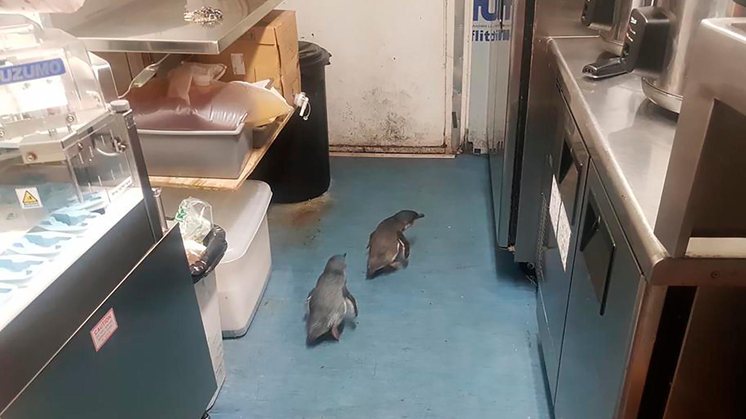Dieses Foto zeigt die beiden "Eindringlinge": Zwei Pinguine watscheln durch einen Sushi-Laden in Wellington.