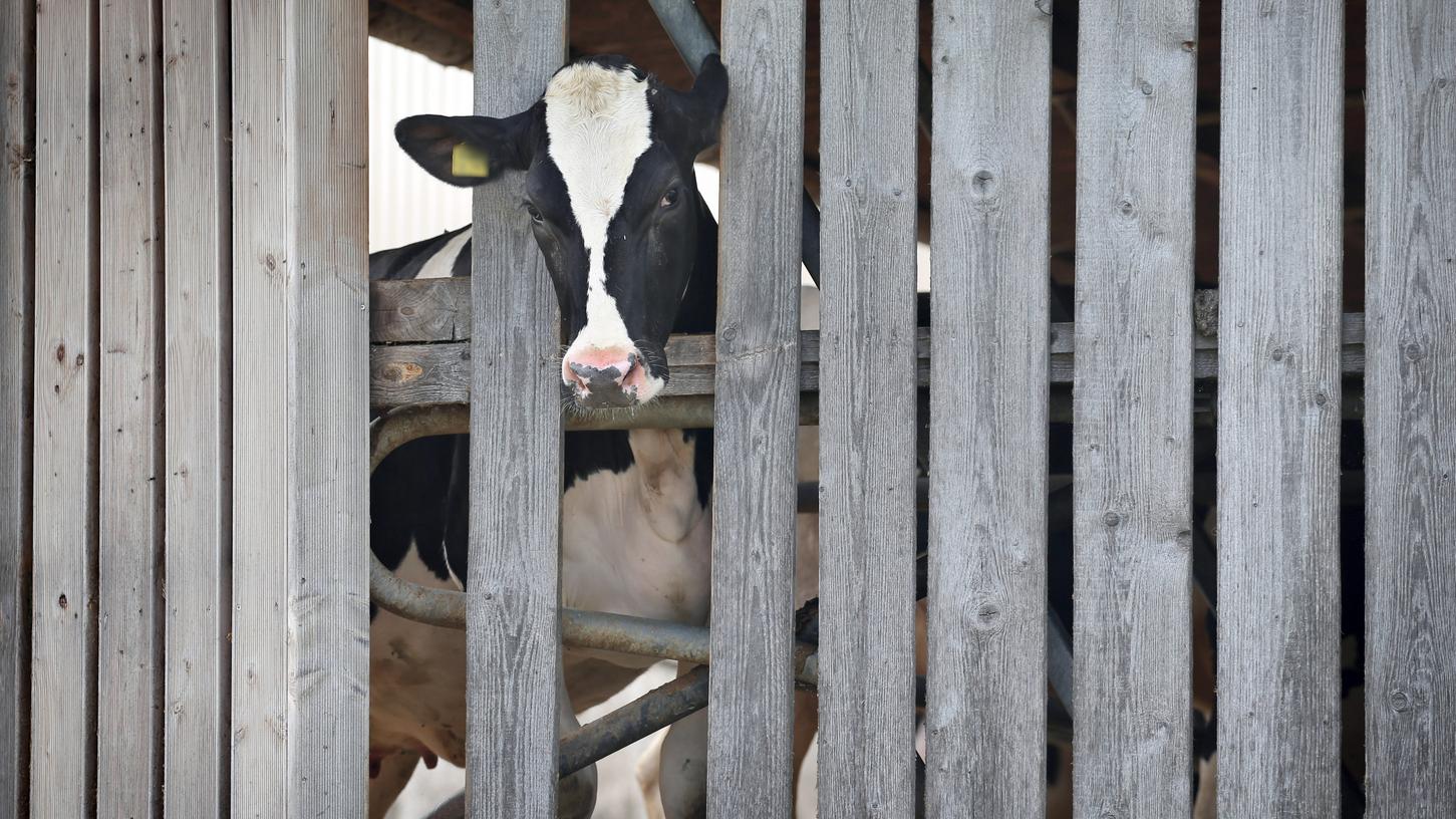 Eine Kuh in einem landwirtschaftlichen Großbetrieb streckt ihren Kopf durch die Holzlatten eines Stalls. Die Staatsanwaltschaft ermittelt gegen den Betreiber des Hofes wegen Tierquälerei.
