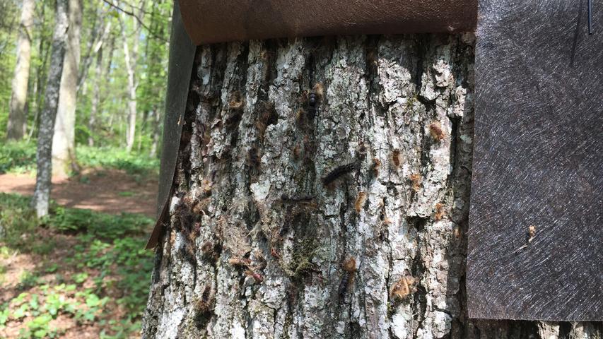 Schwammspinner kriechen gerne ins Dunkle, zumal, wenn sie sich verpuppen wollen. Deshalb hängen an bestimmten Bäumen diese Lappen. Ein Blick darunter zeigt, dass viele der Raupen gar nicht die notwendige Größe erreicht haben, um sich zu verpuppen.