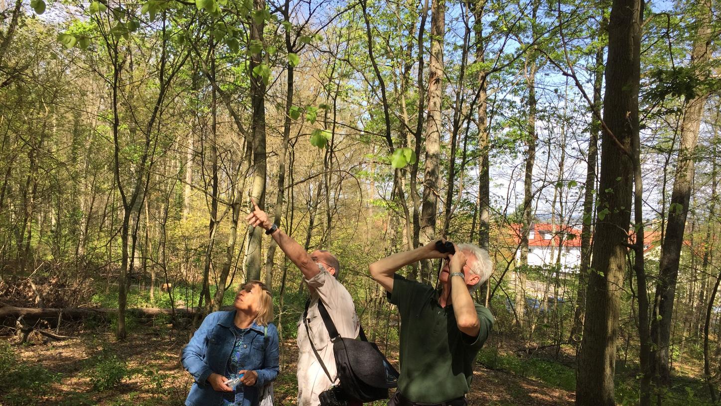 Prüfender Blick nach oben: Der Gunzenhäuser Forstamtsleiter Jürgen Stemmer, Dr. Hannes Lemme und Dr. Gabriela Lobinger (von rechts) von der Landesanstalt für Wald und Forstwirtschaft blicken sorgenvoll nach oben. Noch können sie nicht sagen, welche Auswirkungen der Kahlfraß auf die Bäume haben wird. Prüfender Blick nach oben: Der Gunzenhäuser Forstamtsleiter Jürgen Stemmer, Dr. Hannes Lemme und Dr. Gabriela Lobinger (von rechts) von der Landesanstalt für Wald und Forstwirtschaft blicken sorgenvoll nach oben. Noch können sie nicht sagen, welche Auswirkungen der Kahlfraß auf die Bäume haben wird.