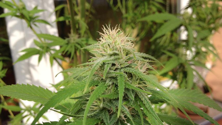 Cannabis wird legal - und bald kann womöglich jeder Gras selbst anbauen