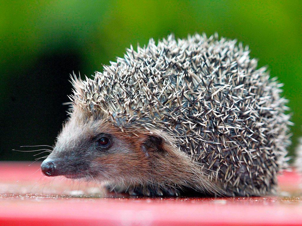 Lbv Tipps So Fuhlen Igel Sich In Ihrem Garten Wohl Nurnberg
