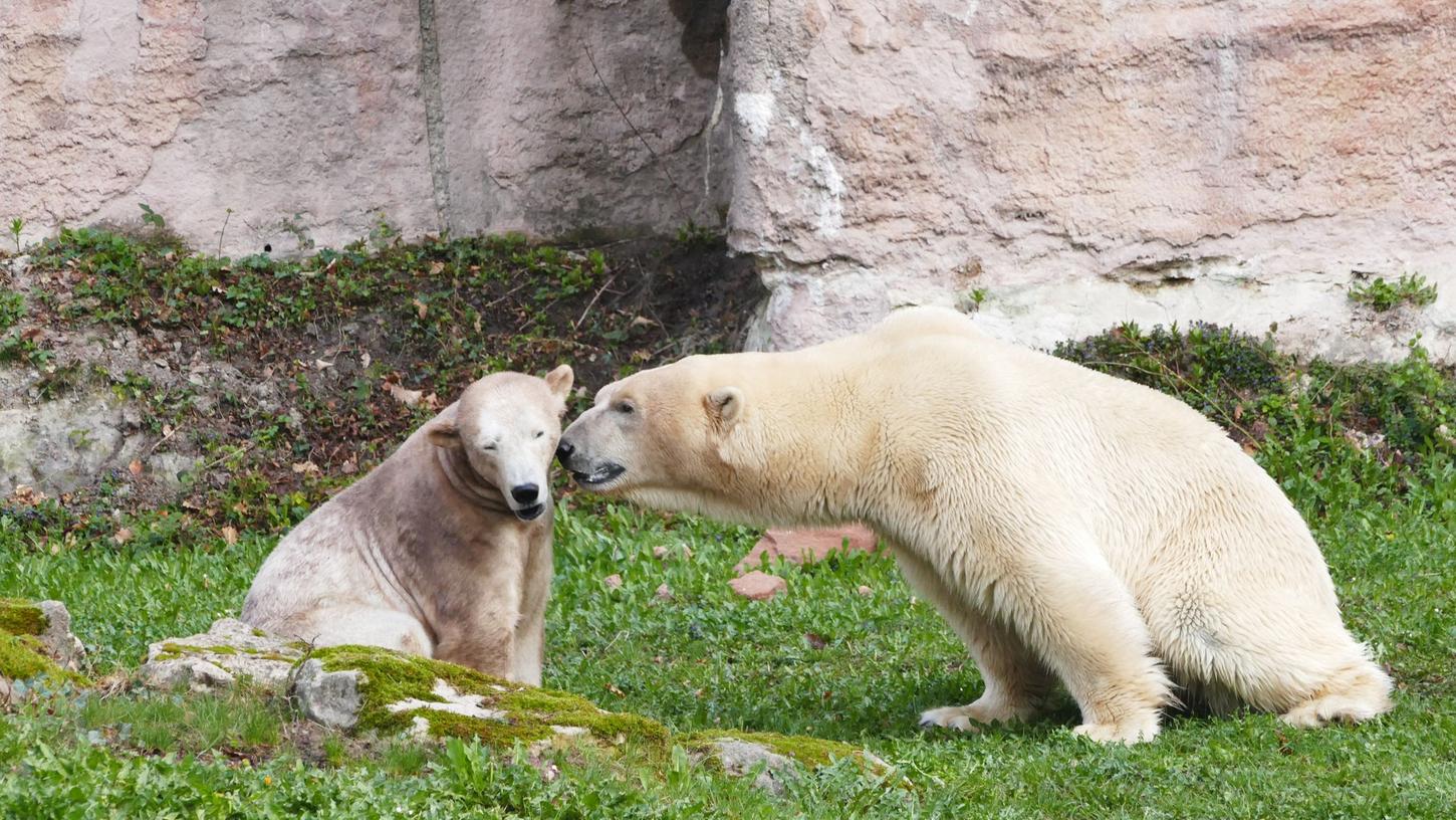 Peta fordert: Tiergarten soll Eisbären an nordische Länder abgeben