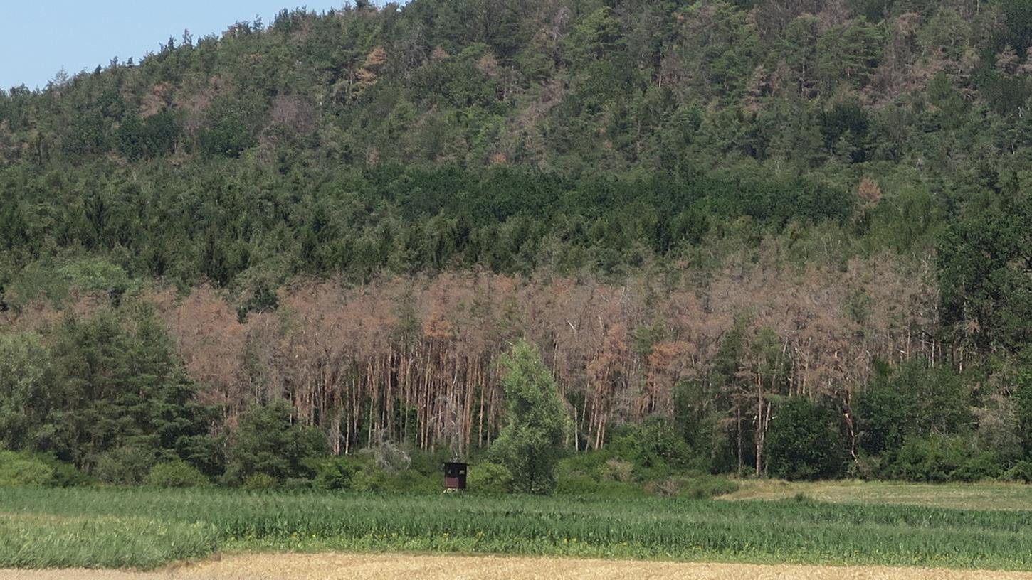 Am Waldrand bei Baudenbach (Landkreis Neustadt/Aisch-Bad Windsheim) sieht man gut, wie sehr viele Kiefern unter Trockenheit und Schädlingen leiden und absterben. Stellen wie diese gibt es mitterweile viele in den Wäldern Frankens und der Oberpfalz. Am Waldrand bei Baudenbach (Landkreis Neustadt/Aisch-Bad Windsheim) sieht man gut, wie sehr viele Kiefern unter Trockenheit und Schädlingen leiden und absterben. Stellen wie diese gibt es mitterweile viele in den Wäldern Frankens und der Oberpfalz.
