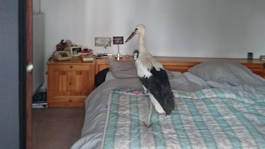 Seltener Besuch im Schlafzimmer: Ein Ehepaar aus Ipsheim fand auf seinem Bett einen Jungstorch vor.