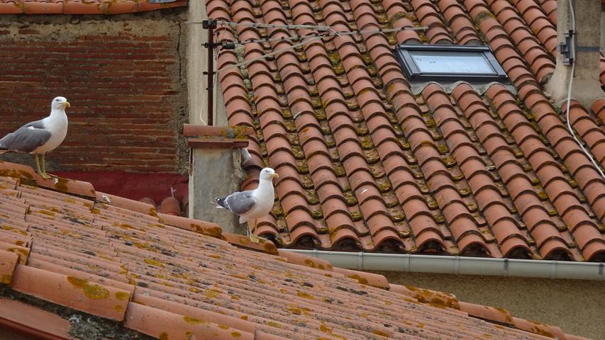 Möwen bestimmen in Arelès-sur-Mer das Bild, auch auf den Dächern der Altstadt.